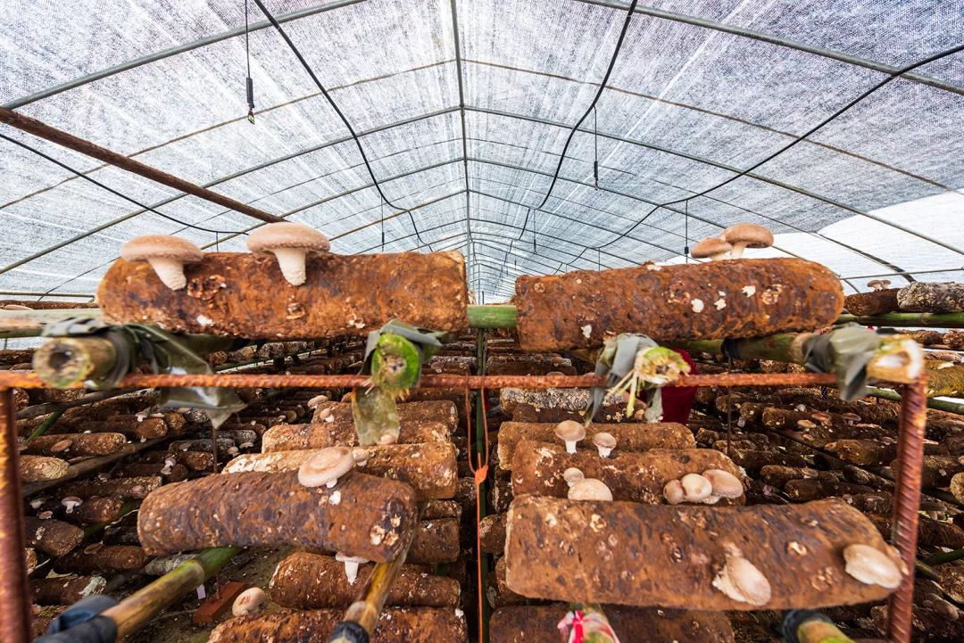 按吨起步支援湖北,背后是世界第一硬核蔬菜大国