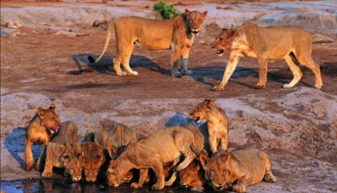 马赛马拉草原旅游攻略,马赛马拉草原上的草种类