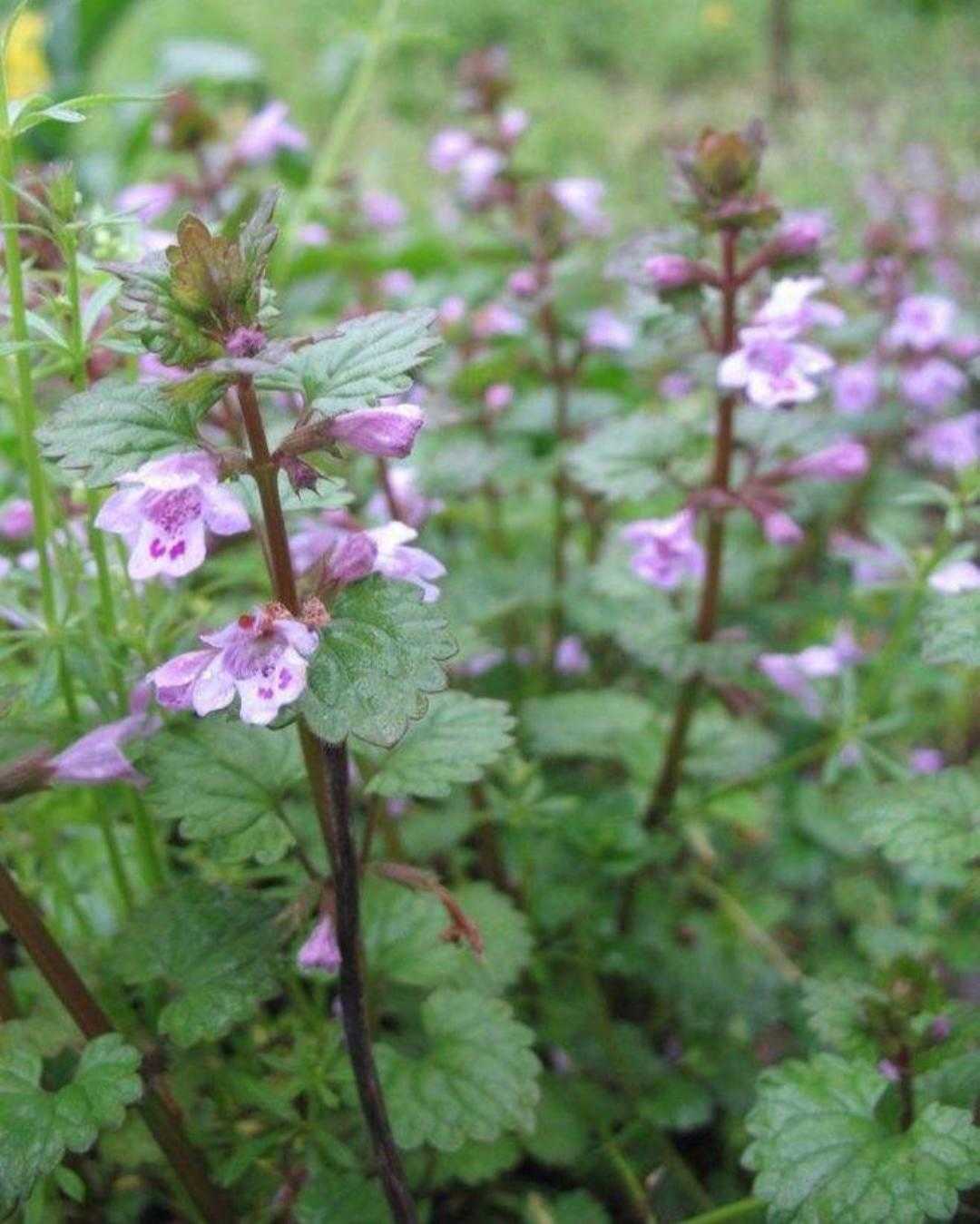 活血丹功效主治,活血丹植物