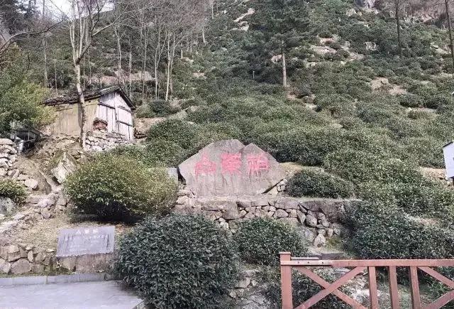 中国十大名茶茉莉花茶,中国几大名茶是哪些