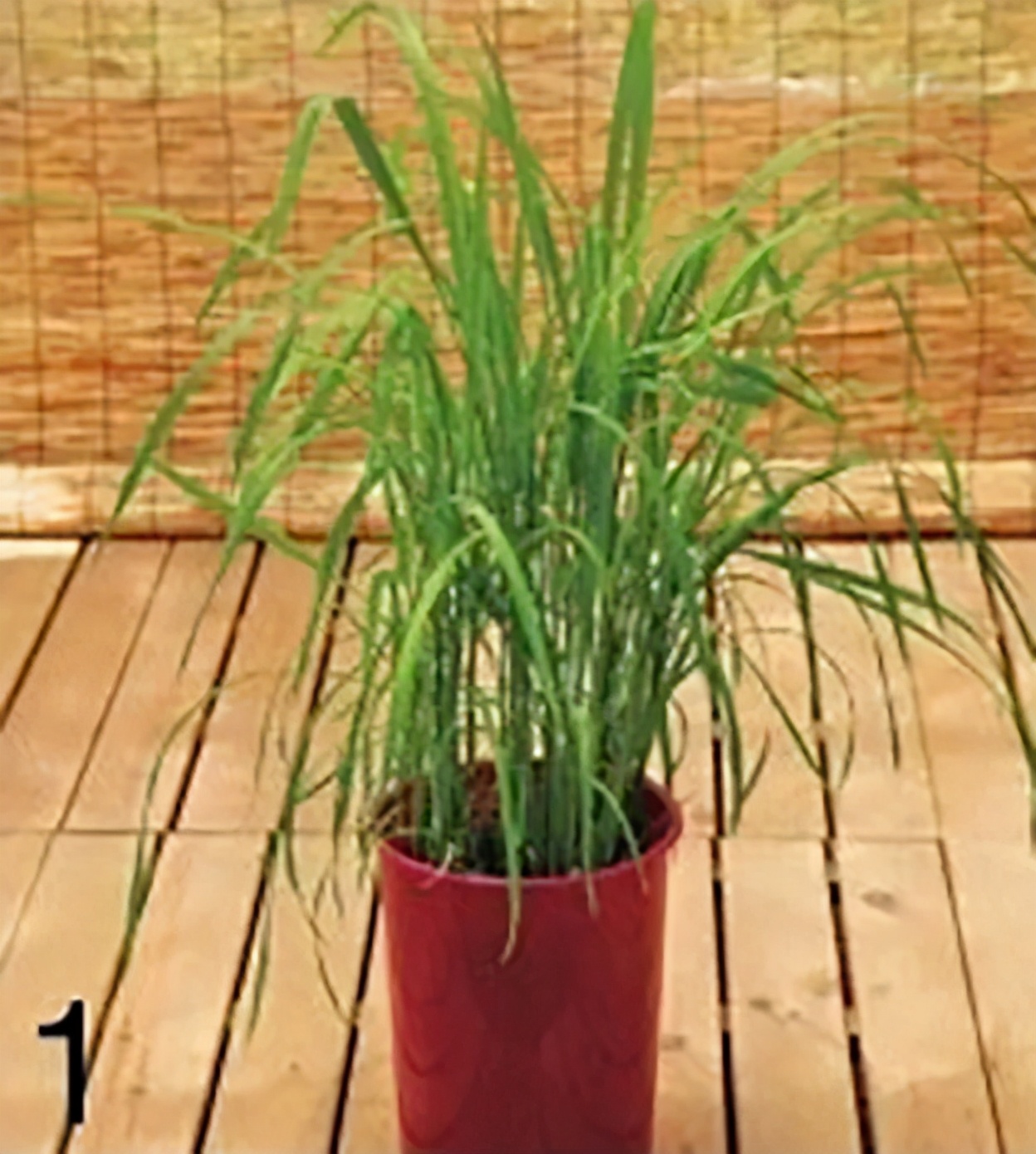 “大米熟了”，不是锅里煮的，而是阳台上栽的，一起来采摘吧