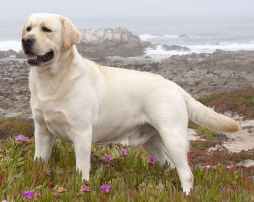 拉布拉多禁止饲养么,养拉布拉多用放笼子么