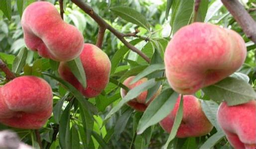 蟠桃怎么种植用桃核,蟠桃的种植方法和管理技术