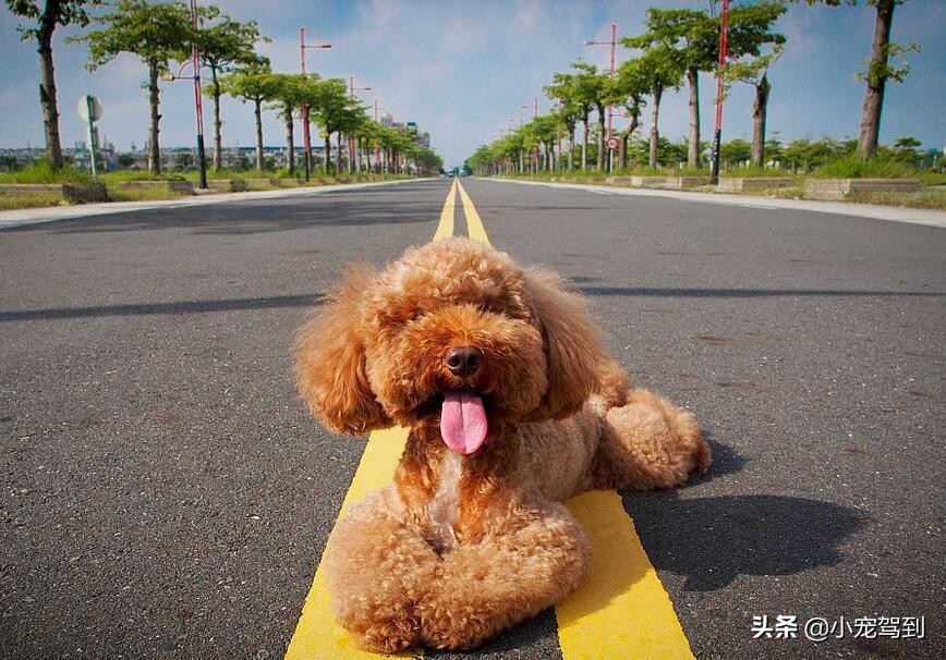 泰迪毛打结怎么梳开视频,泰迪毛打结了怎样把毛疏通