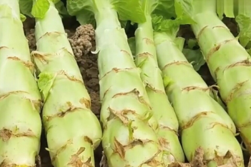 莴笋抽薹的原因与控制技巧,莴笋发芽徒长怎么办