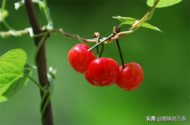 樱桃没熟裂口是什么原因,樱桃熟了怎么补救最快