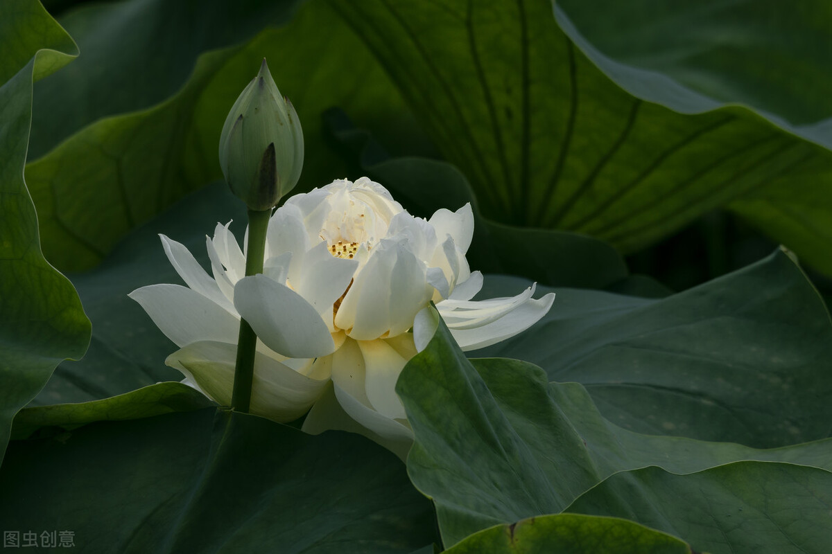 《鬼谷子》系列第二十二章，谋篇（2）