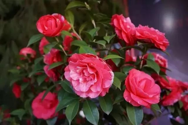 茶花开花的正确方法和注意事项 (茶花不开花也没有花苞要怎么养)