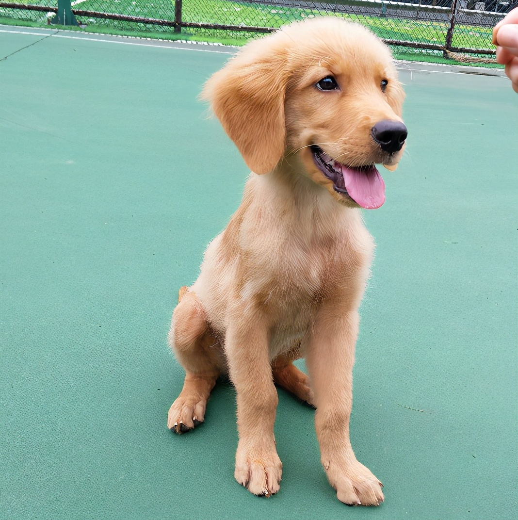 金毛瘦吃不胖怎么回事,金毛一直很瘦怎么办