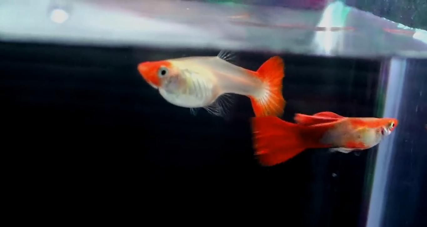 知道水霉病是怎么发生的吗？怎么治疗吗？