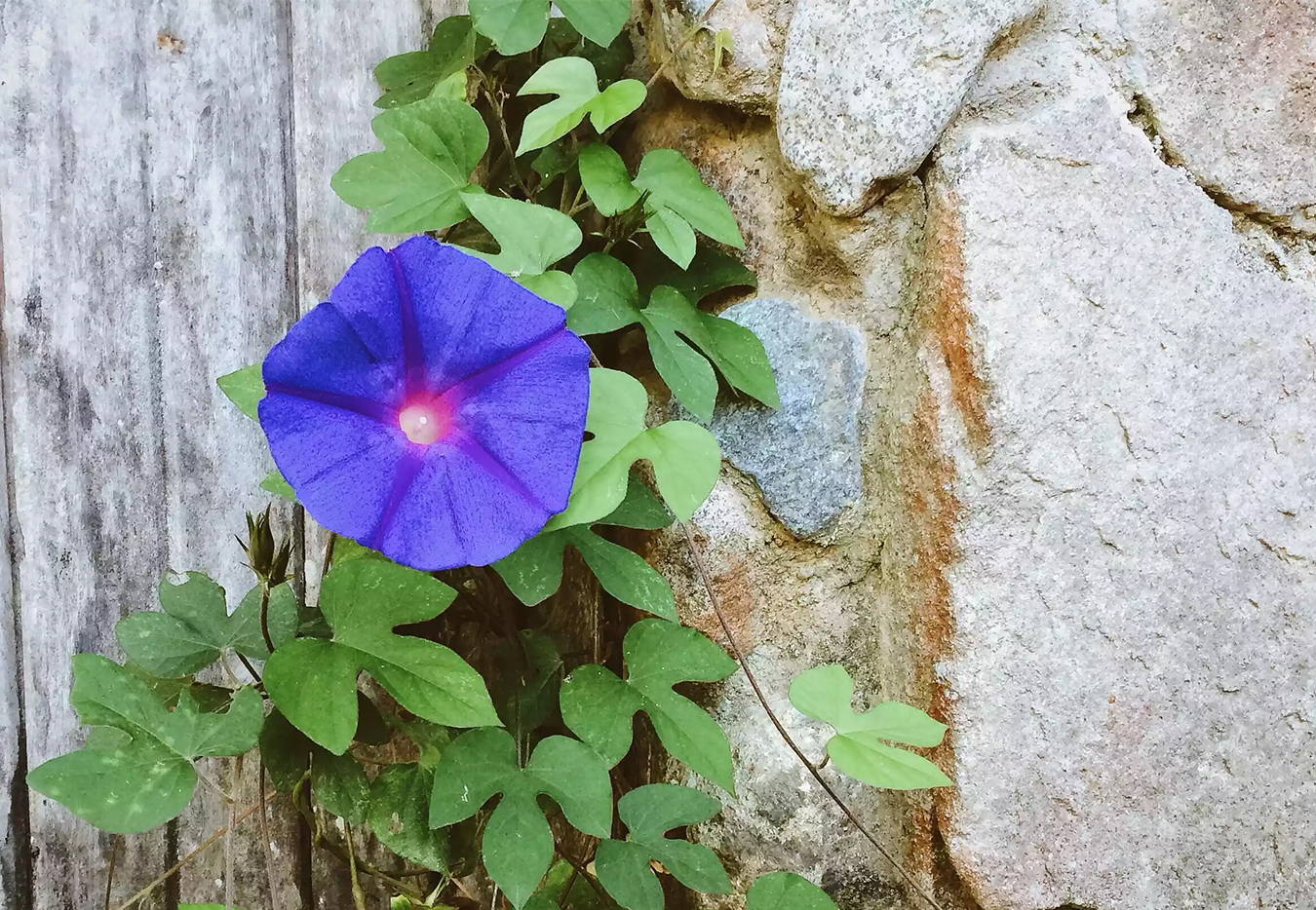 什么爬藤植物开花最好,一年四季开花的室外爬藤植物