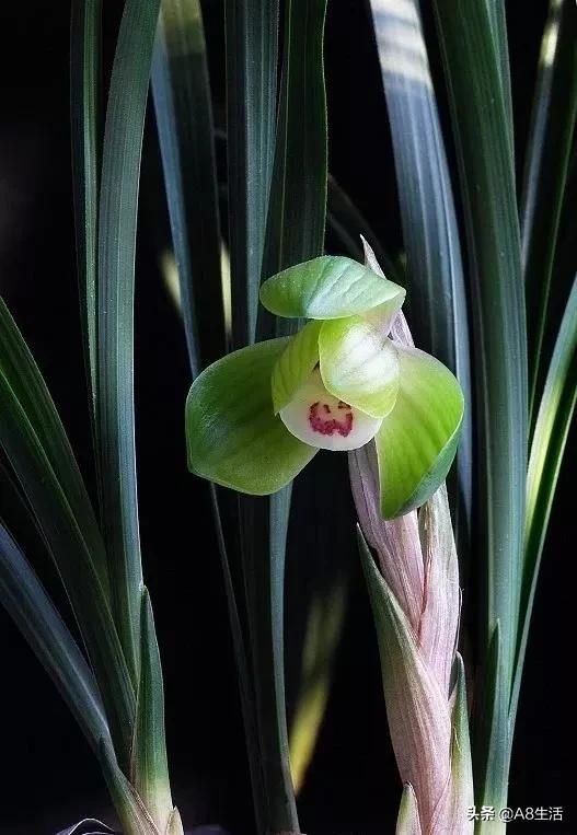 春兰名品兰花,春兰兰花名品图鉴