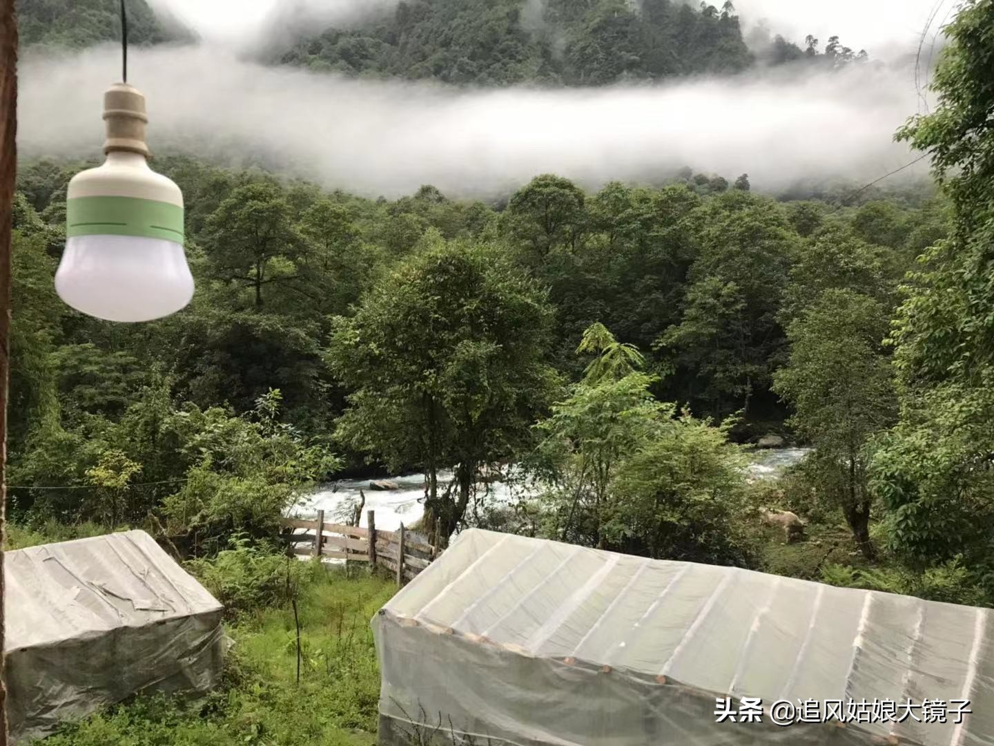 穿越原始的森林,穿越原始森林巨大蜈蚣