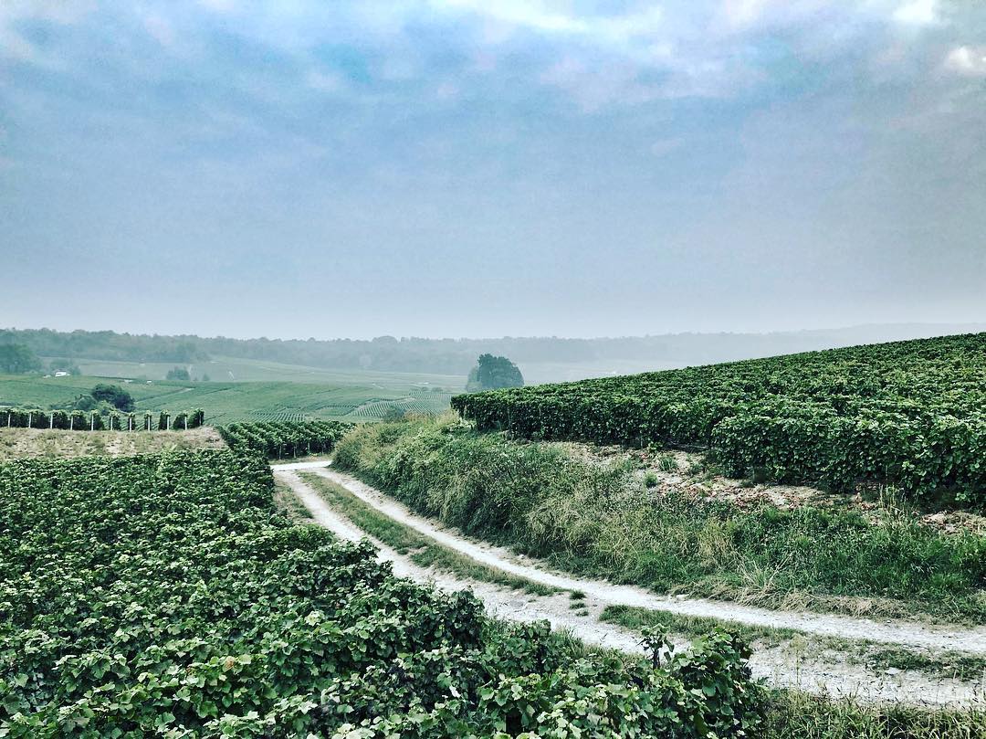 世界最大的葡萄园风景视频,世界上最漂亮的葡萄