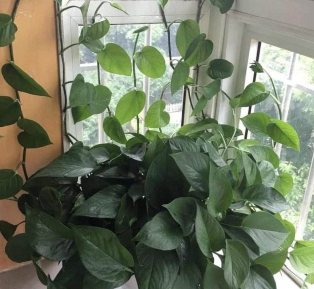 养绿萝，不能只浇水，做好3个方面，才能长势茂盛