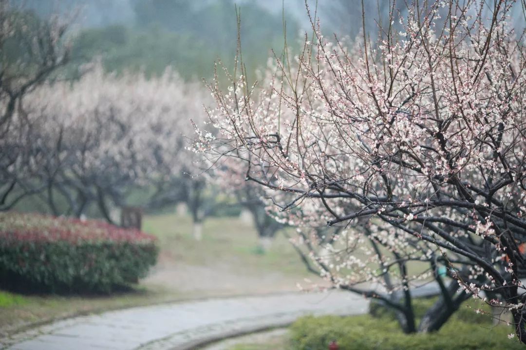 江南三大梅园,杭州江南三大梅花