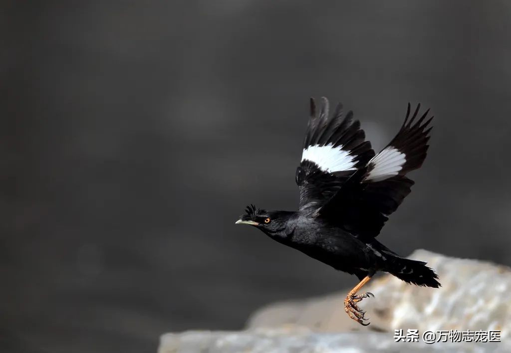 常见的宠物鸟种类有哪些名字,十大宠物鸟排行榜
