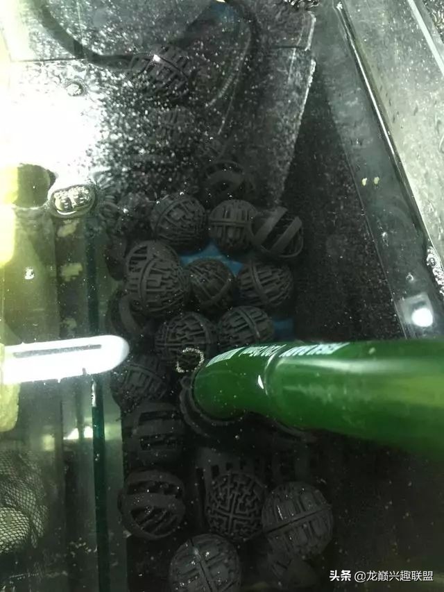 垃圾桶旁边的四方鱼缸，捡回去养了一缸金鱼，别说还挺不错