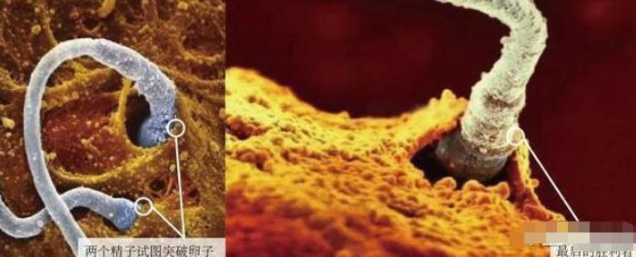 胎儿形成全过程曝光，9张高清图让你致敬母亲：母爱有多伟大