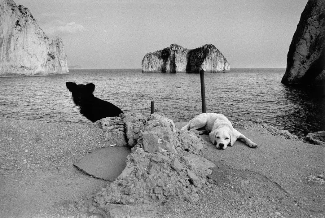 犬的记忆｜世界摄影经典