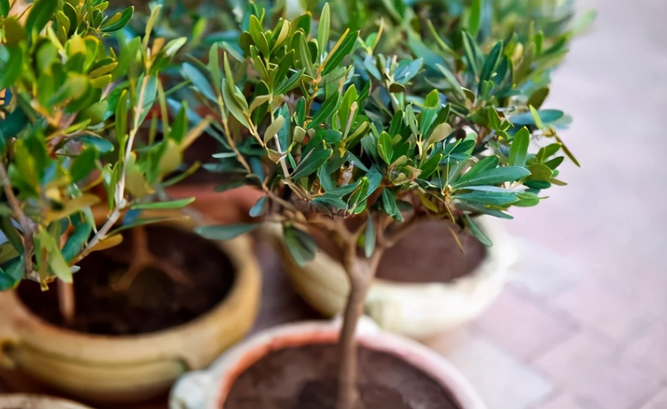 橄榄树盆栽哪个品种好,橄榄树什么时候栽最好