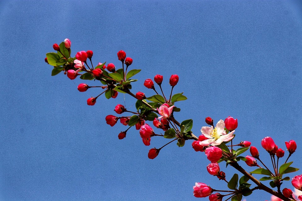 春天到了花儿开了的英语,春天到了美丽的花都开了