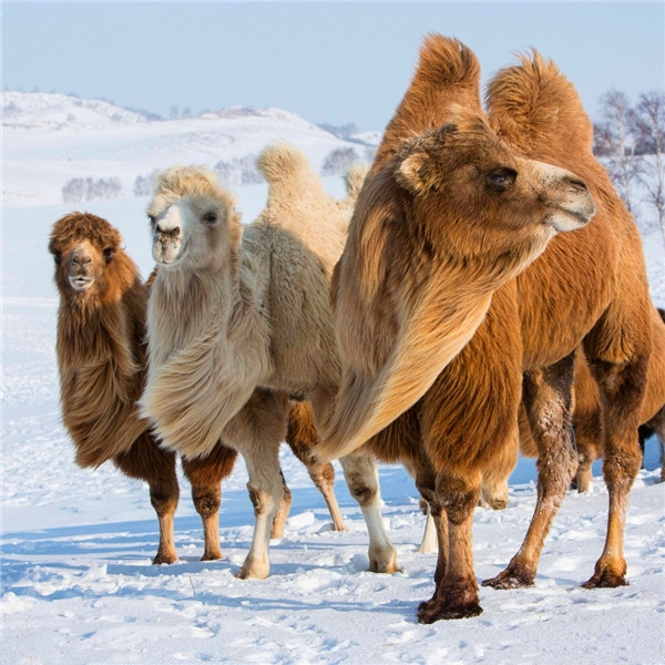 这事在我们今天能发生吗？——看好骆驼皮