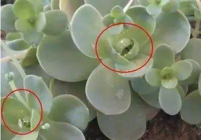 多肉长小黑飞介壳虫用什么药最好,多肉长蚧壳虫应该怎么处理