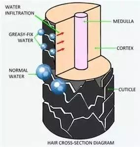 养护头发小窍门有哪些呢,如何养护头发毛囊