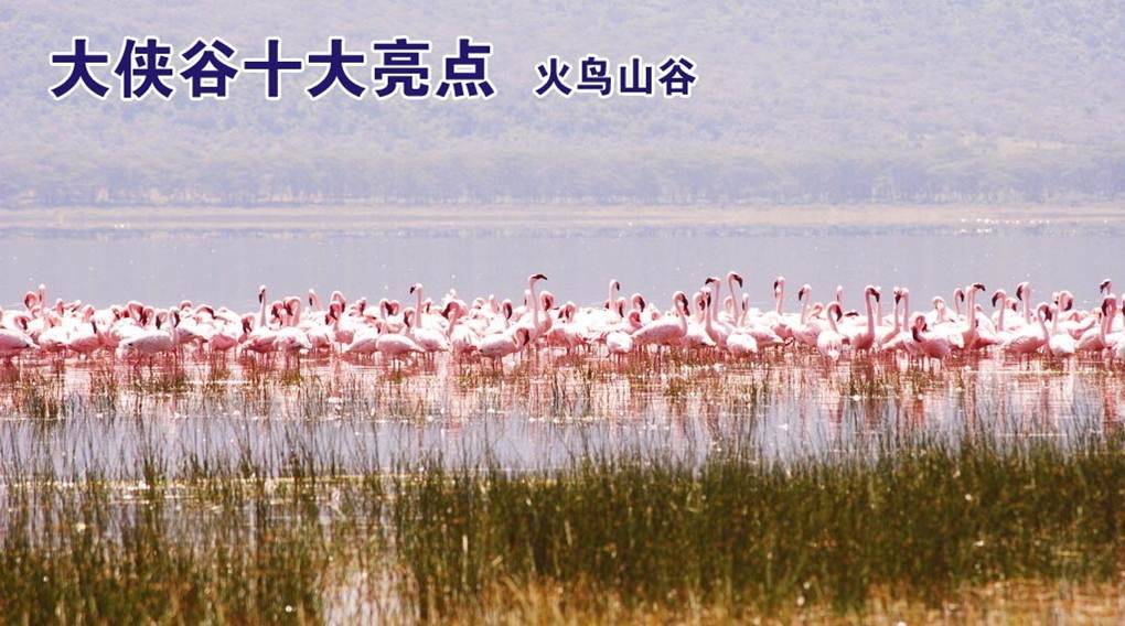 深圳华侨城99元套票团购,深圳东部华侨城瀑布酒店套票