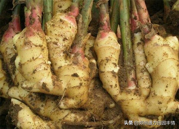 8月生姜价格行情分析,姜农想要提高收入,实现生姜高产才是关键