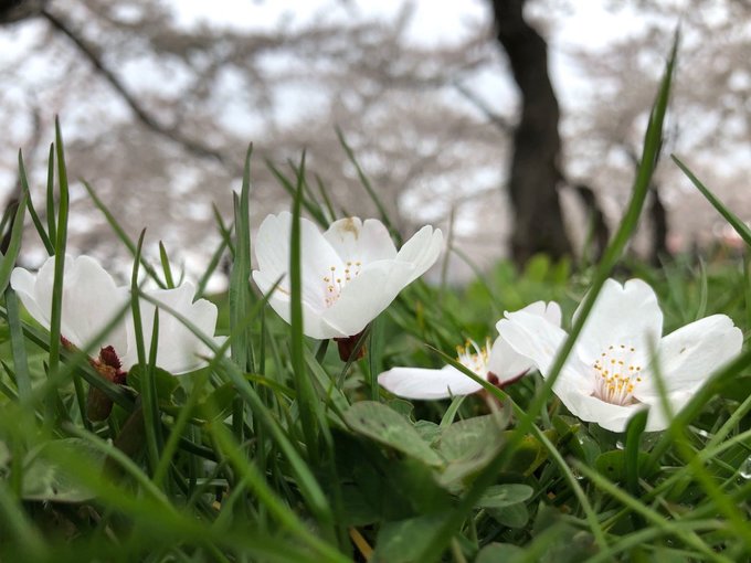 游轮7天6夜豪华游,和老人一起玩的游轮
