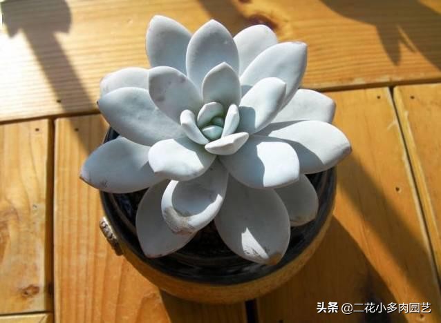 365种·常见花卉图谱，观果和多肉植物收藏篇