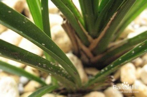 用什么药可治兰花蚧壳虫,烟丝防治兰花蚧壳虫