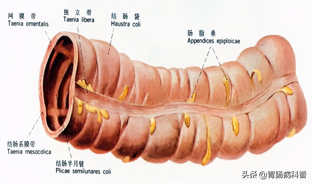 护考消化系统解剖图谱详解,消化系统解剖生理教学
