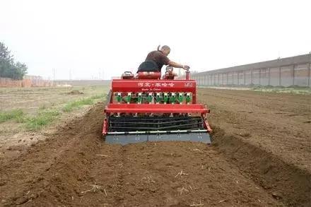 小麦播种过深发黄怎么办,小麦苗期发黄怎么补救最快