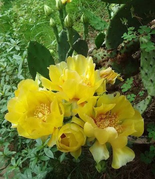 仙人掌简单好养,只要把握它的习性和爱好,何愁养不好仙人掌。