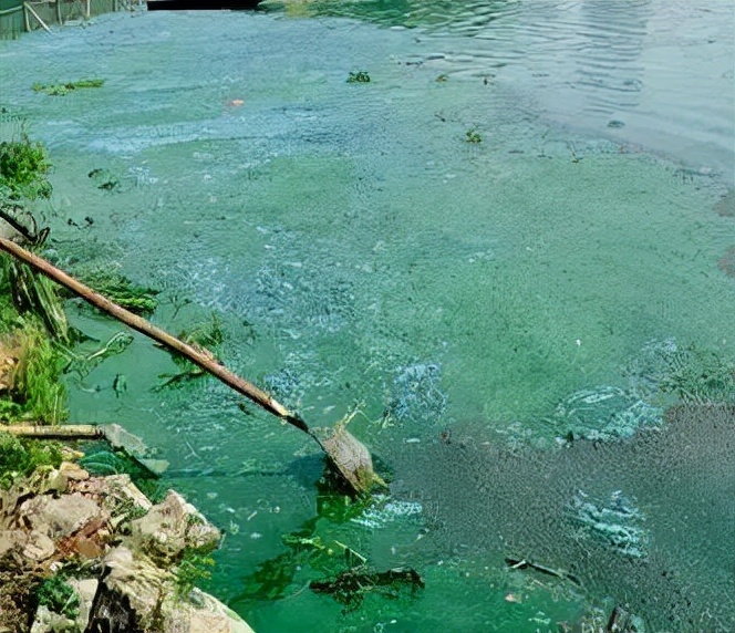 天冷了！成群小虫入室蹭暖气…