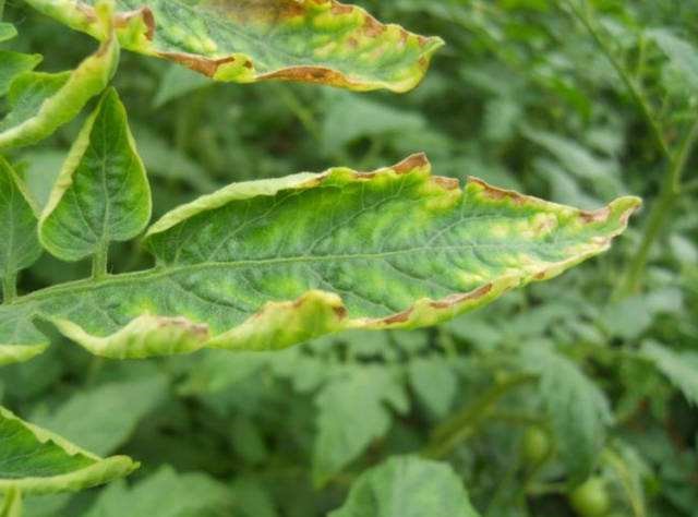 西红柿冲施钙肥后黄叶是怎么回事,家里种的西红柿为什么有的黄叶