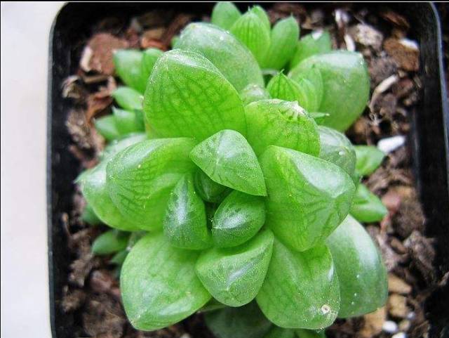 多肉植物好养又容易开花,长相怪异的9种多肉植物