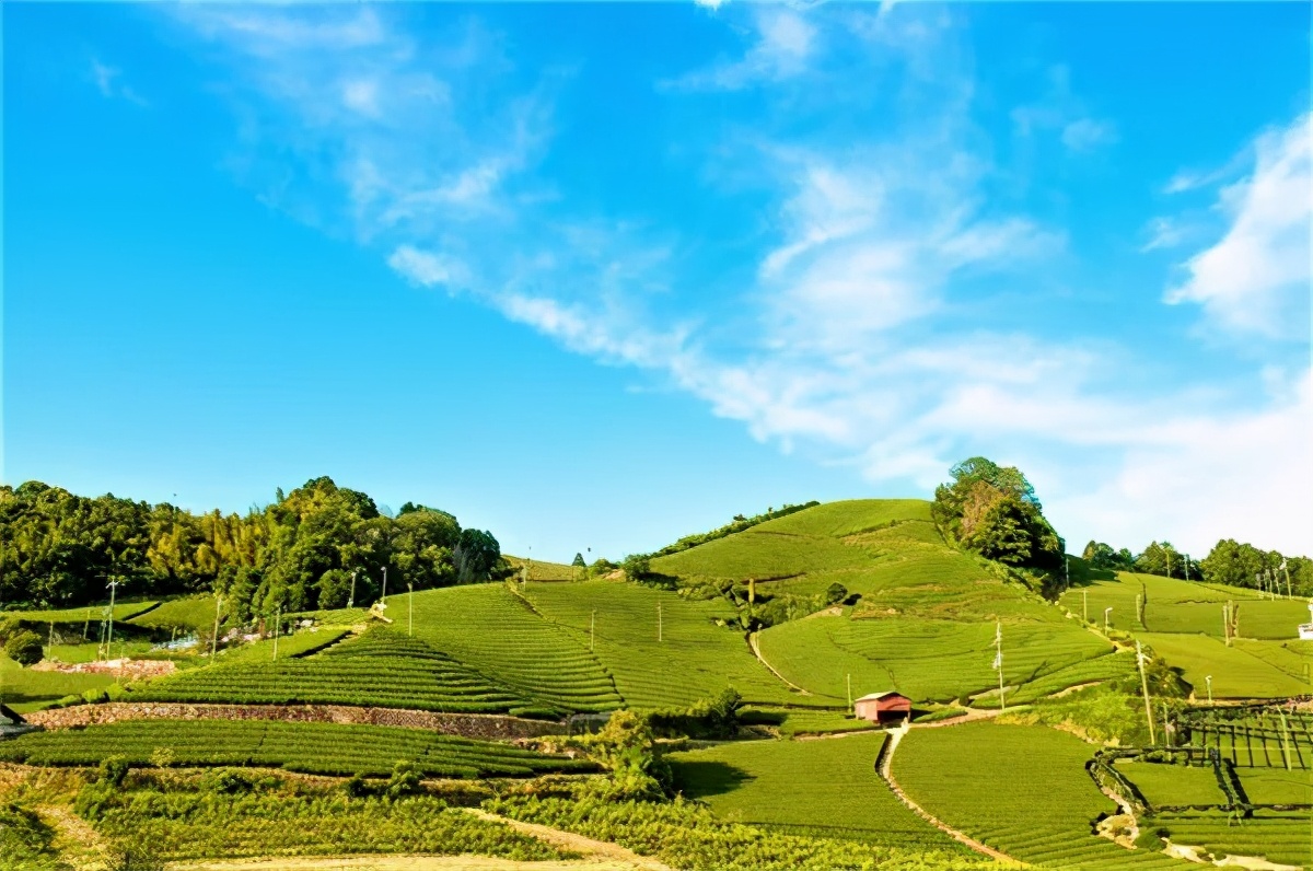 茶行业如何做营销,茶行业怎么经营更赚钱