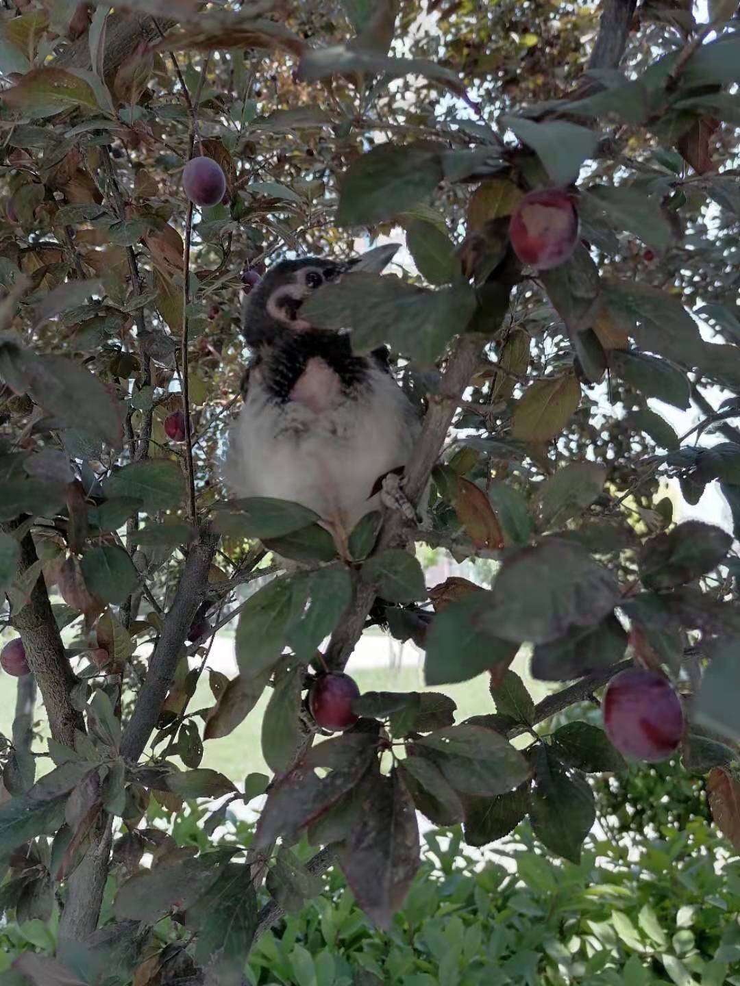 遇见了受伤的幼鸟怎么办,遇见受伤的鸟怎么救助