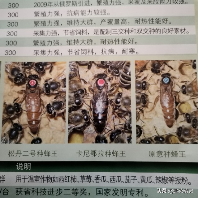 双色王的品种介绍,双色王怎样培育的