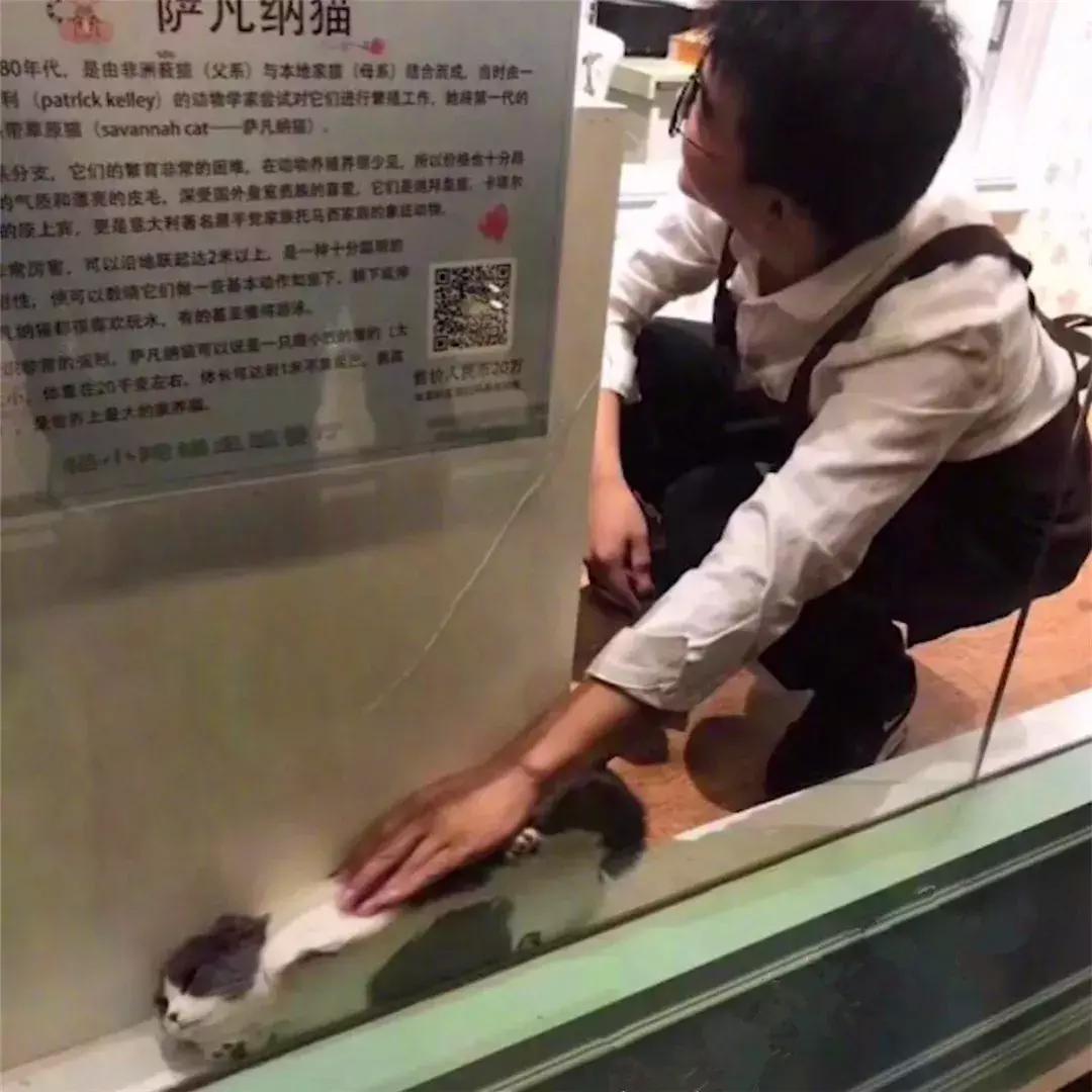 猫咪为了躲主人跑笼子,猫咪为食物躲在角落瑟瑟发抖