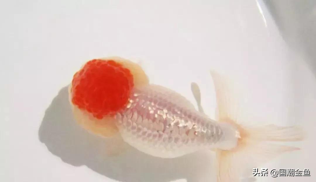 鱼缸多少鱼可以旺财运,养鱼是否旺财运和运气