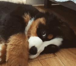 可爱呆萌的小奶狗视频,可爱可奶呆萌的小奶狗