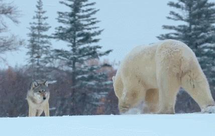 哈士奇养成狼,狼被养成了哈士奇