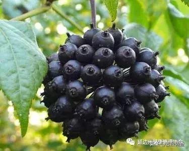 长白山刺五加叶的作用,刺五加的嫩叶有什么营养价值