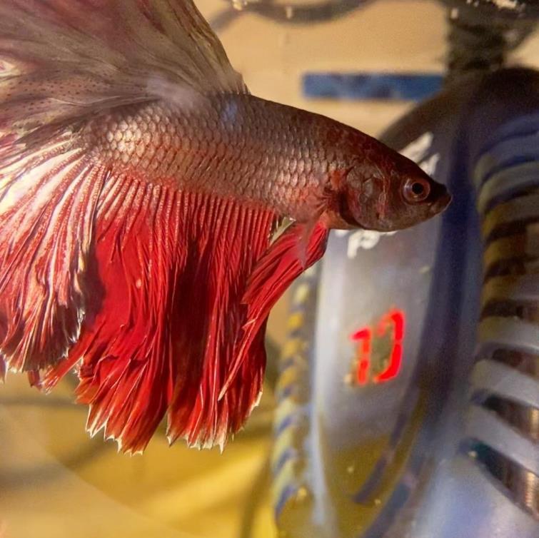 外国女子救下崩溃男子,外国女生救斗鱼