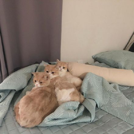 这只乳白英短，在摄影师主子镜头前，竟然活成了贵妃相，美翻了